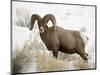 Bighorn Sheep Ram in the Snow, Yellowstone National Park, Wyoming, USA-James Hager-Mounted Photographic Print