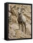 Bighorn Sheep Ram on Rocky Slope, Colorado, USA-James Hager-Framed Stretched Canvas