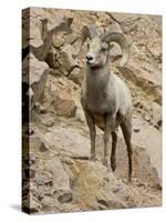 Bighorn Sheep Ram on Rocky Slope, Colorado, USA-James Hager-Stretched Canvas