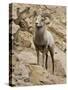 Bighorn Sheep Ram on Rocky Slope, Colorado, USA-James Hager-Stretched Canvas