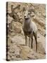 Bighorn Sheep Ram on Rocky Slope, Colorado, USA-James Hager-Stretched Canvas