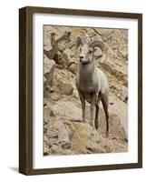 Bighorn Sheep Ram on Rocky Slope, Colorado, USA-James Hager-Framed Photographic Print