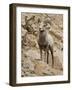 Bighorn Sheep Ram on Rocky Slope, Colorado, USA-James Hager-Framed Photographic Print