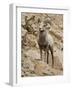 Bighorn Sheep Ram on Rocky Slope, Colorado, USA-James Hager-Framed Photographic Print