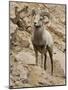 Bighorn Sheep Ram on Rocky Slope, Colorado, USA-James Hager-Mounted Photographic Print