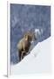 Bighorn Sheep Ram on Winter Range-Ken Archer-Framed Photographic Print