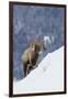 Bighorn Sheep Ram on Winter Range-Ken Archer-Framed Photographic Print