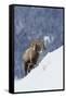 Bighorn Sheep Ram on Winter Range-Ken Archer-Framed Stretched Canvas