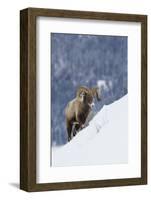 Bighorn Sheep Ram on Winter Range-Ken Archer-Framed Photographic Print