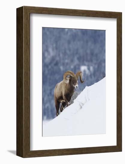 Bighorn Sheep Ram on Winter Range-Ken Archer-Framed Photographic Print