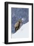 Bighorn Sheep Ram on Winter Range-Ken Archer-Framed Photographic Print