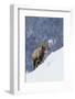 Bighorn Sheep Ram on Winter Range-Ken Archer-Framed Photographic Print