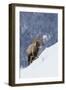 Bighorn Sheep Ram on Winter Range-Ken Archer-Framed Photographic Print