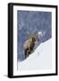 Bighorn Sheep Ram on Winter Range-Ken Archer-Framed Photographic Print