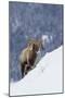 Bighorn Sheep Ram on Winter Range-Ken Archer-Mounted Photographic Print