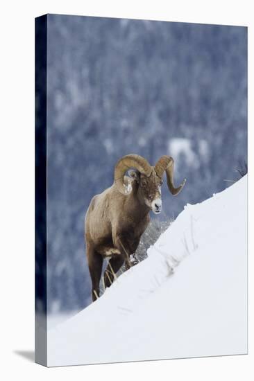 Bighorn Sheep Ram on Winter Range-Ken Archer-Stretched Canvas