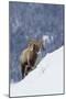 Bighorn Sheep Ram on Winter Range-Ken Archer-Mounted Premium Photographic Print