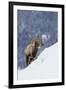 Bighorn Sheep Ram on Winter Range-Ken Archer-Framed Photographic Print