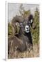 Bighorn sheep ram portrait-Ken Archer-Framed Photographic Print