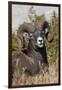 Bighorn sheep ram portrait-Ken Archer-Framed Photographic Print