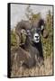 Bighorn sheep ram portrait-Ken Archer-Framed Stretched Canvas