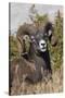 Bighorn sheep ram portrait-Ken Archer-Stretched Canvas