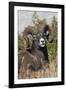 Bighorn sheep ram portrait-Ken Archer-Framed Photographic Print