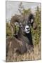 Bighorn sheep ram portrait-Ken Archer-Mounted Photographic Print