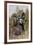 Bighorn sheep ram portrait-Ken Archer-Framed Photographic Print