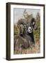 Bighorn sheep ram portrait-Ken Archer-Framed Photographic Print