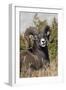 Bighorn sheep ram portrait-Ken Archer-Framed Photographic Print