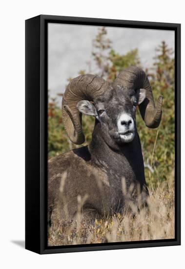 Bighorn sheep ram portrait-Ken Archer-Framed Stretched Canvas