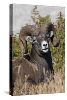 Bighorn sheep ram portrait-Ken Archer-Stretched Canvas