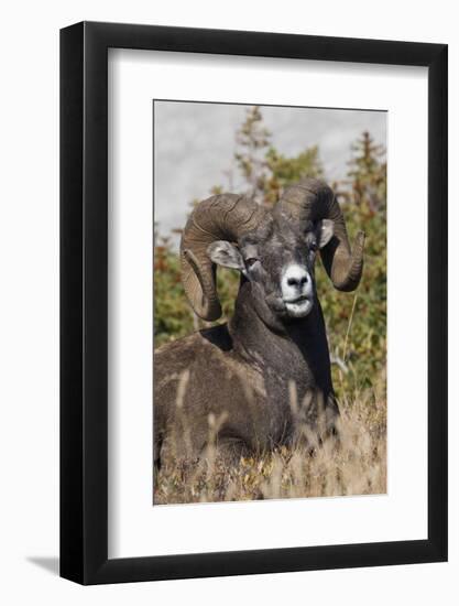 Bighorn sheep ram portrait-Ken Archer-Framed Photographic Print