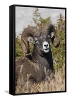 Bighorn sheep ram portrait-Ken Archer-Framed Stretched Canvas