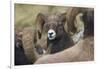 Bighorn sheep ram-Ken Archer-Framed Photographic Print