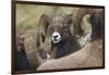 Bighorn sheep ram-Ken Archer-Framed Photographic Print