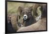 Bighorn sheep ram-Ken Archer-Framed Photographic Print