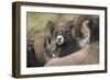 Bighorn sheep ram-Ken Archer-Framed Photographic Print