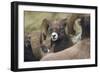 Bighorn sheep ram-Ken Archer-Framed Photographic Print