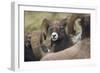 Bighorn sheep ram-Ken Archer-Framed Photographic Print