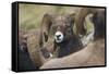 Bighorn sheep ram-Ken Archer-Framed Stretched Canvas