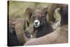 Bighorn sheep ram-Ken Archer-Stretched Canvas