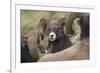 Bighorn sheep ram-Ken Archer-Framed Premium Photographic Print