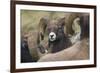 Bighorn sheep ram-Ken Archer-Framed Premium Photographic Print