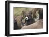 Bighorn sheep ram-Ken Archer-Framed Premium Photographic Print
