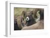 Bighorn sheep ram-Ken Archer-Framed Premium Photographic Print