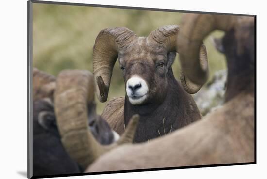 Bighorn sheep ram-Ken Archer-Mounted Photographic Print