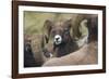 Bighorn sheep ram-Ken Archer-Framed Photographic Print