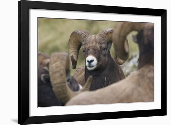 Bighorn sheep ram-Ken Archer-Framed Photographic Print